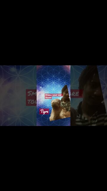 World most dangerous dog #funny #short #greenscreen