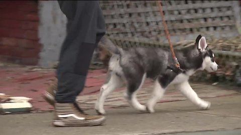 Thanks to a new law, dogs are no longer left out from enjoying the pleasures of patio season in Northeast Ohio