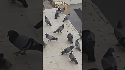 Pigeon's sitting area: Makkah