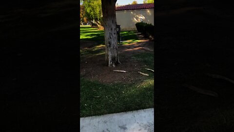 Western Gray Squirrel Climbing Up The Tree
