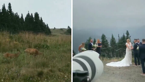 Dog got little emotional on a wedding