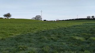 Green meadow