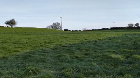 Green meadow