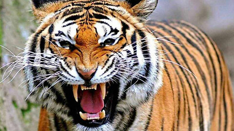 This tiger went on a rampage against Indian citizens