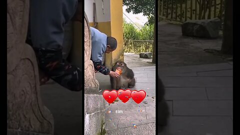 TOMA MACACONILDO
