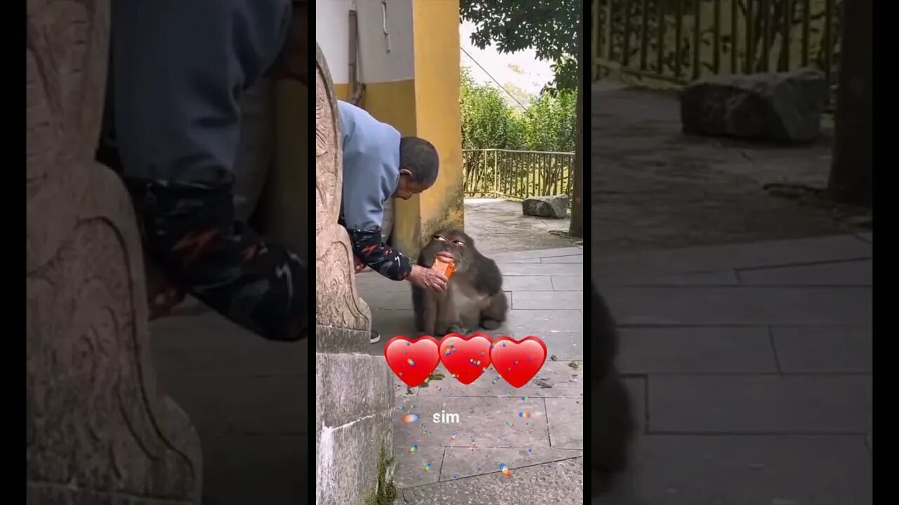 TOMA MACACONILDO