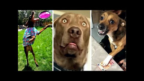 SO FUNNY😂😂 Super Dogs And Cats Reaction Videos ▶️1