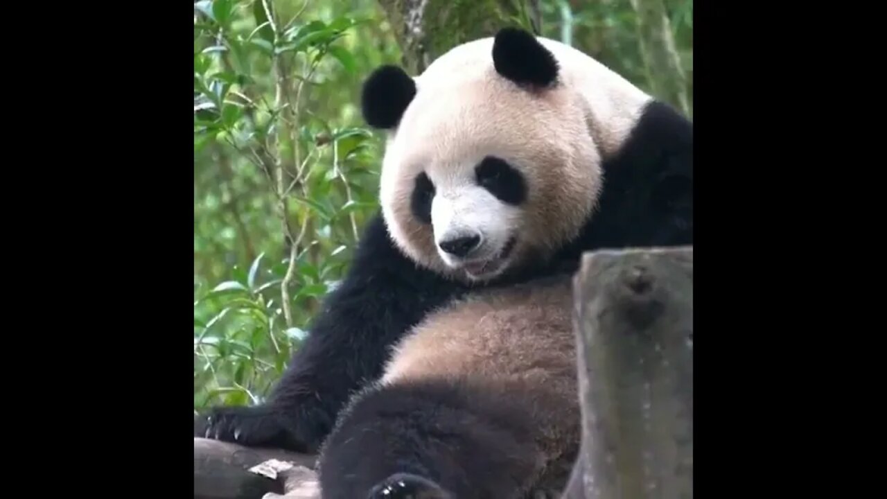 This is so cute 😍 Panda 🐼 | #Pandas #Animals
