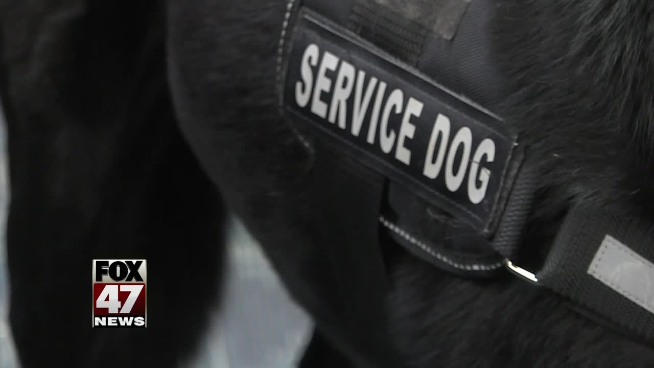 The vest doesn't make it a service dog