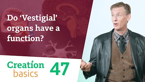 Do ‘vestigial’ organs have a function? (Creation Basics, Episode 47)