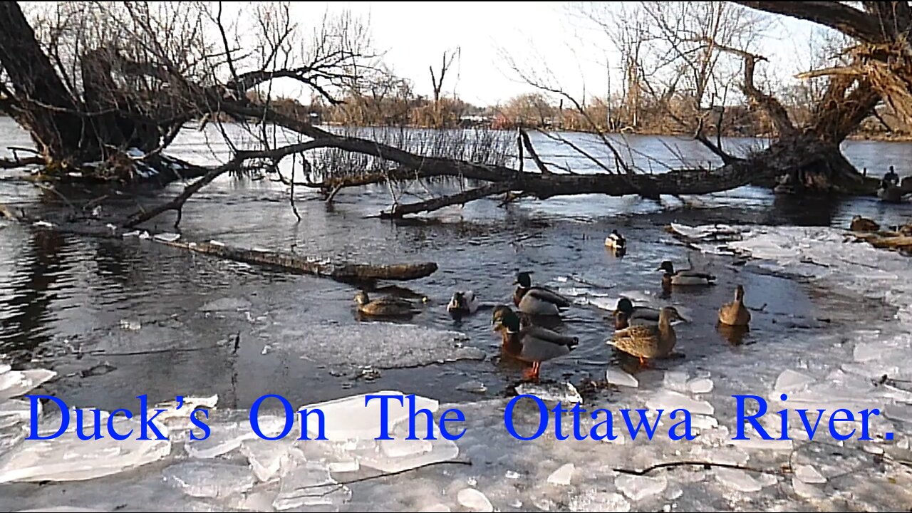 Ducks On The Ottawa River, Ottawa, ON, CA.