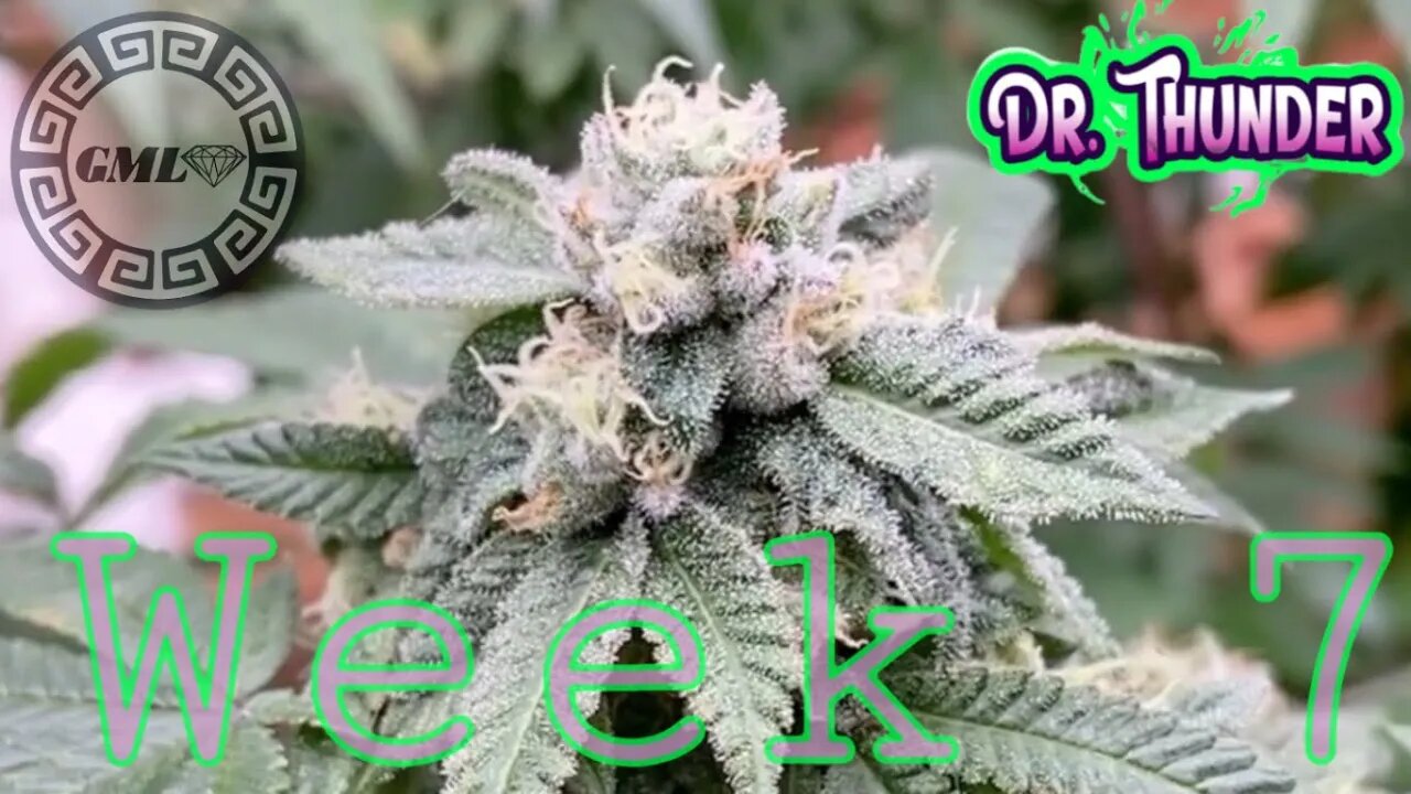 End of Wk 7 Copycat Genetics Dr Thunder under @grandmasterlevel Master Bloom 6 Reds in a RDWC