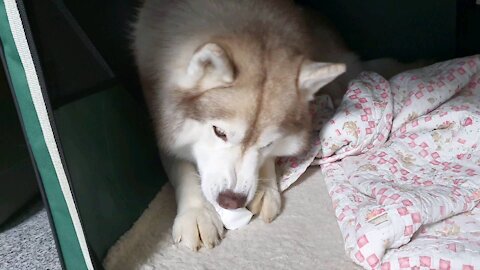 Nosewalk at home. Husky puchi tries hard to eat snacks in a paper cup.