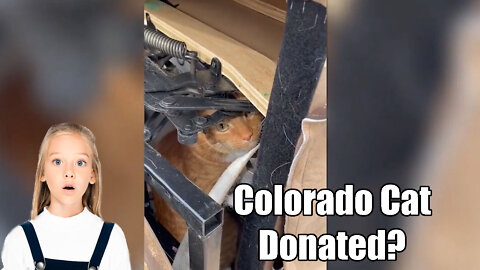 Colorado Cat🙀 Was Accidentally Donated to a Thrift Store🏪