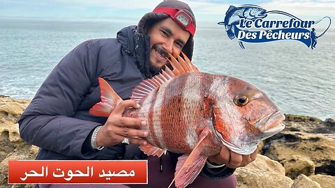 سمكة الباجو رويال علقت بالسنارة 🎣🎣 تعرفوا على الطعم الفتاك لاصطياد اسماك الباجو و الدوراد رويال