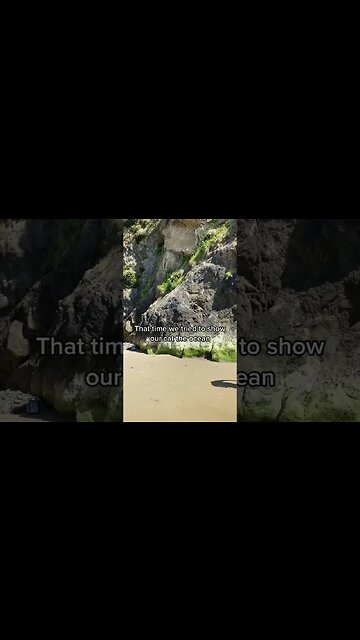 The cat gonna turns to a spider cat 🤣😂 #cat