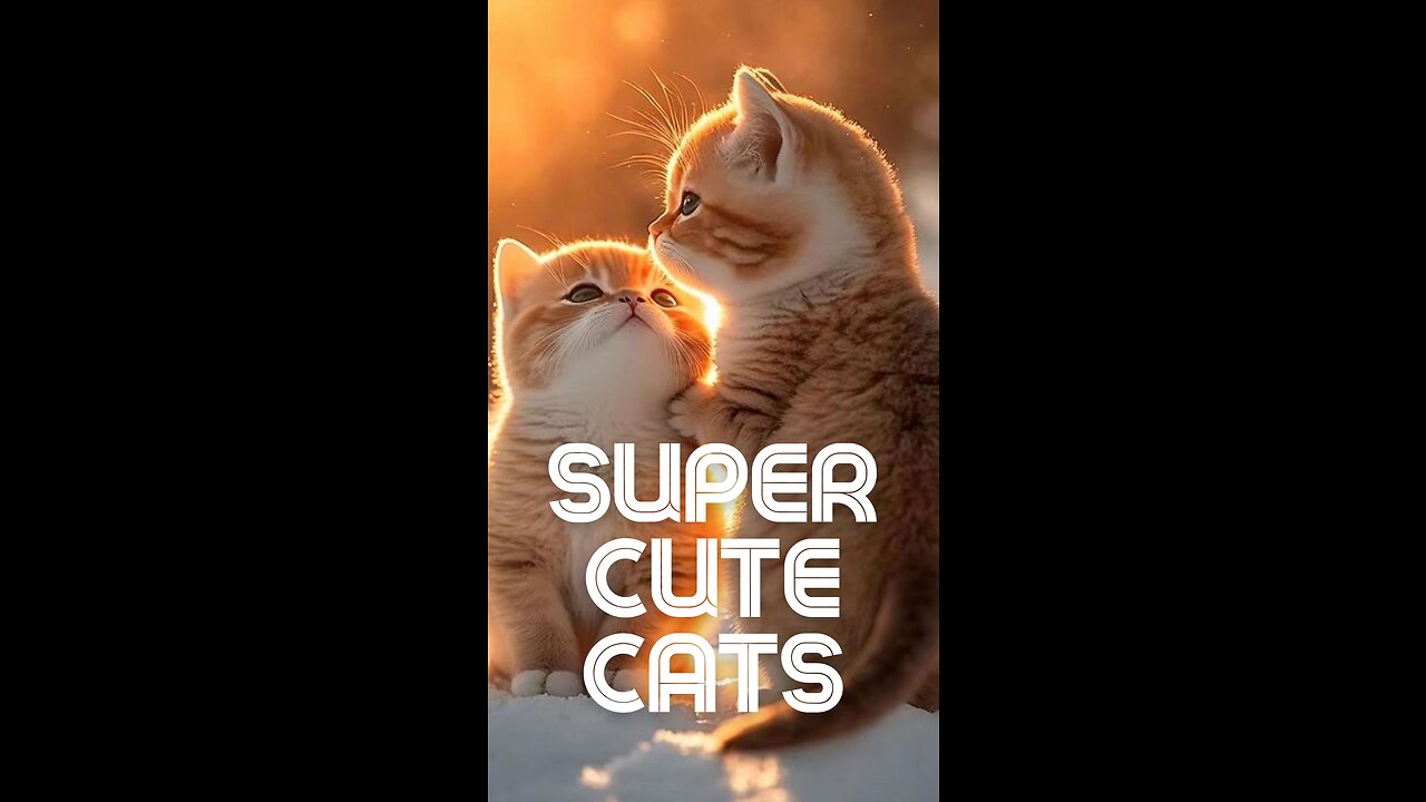 The Queen of Cats | The Cuttest Cats Ever