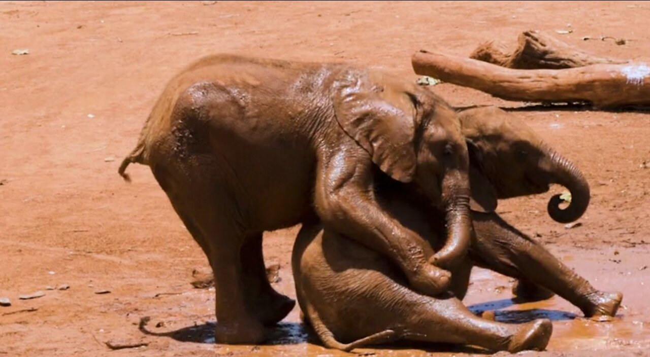 Elephant love in the mud