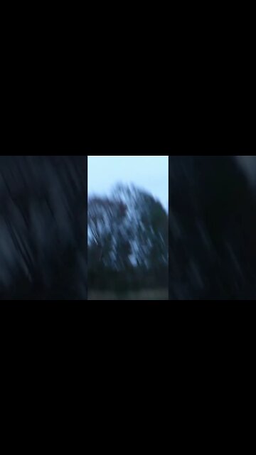 Duck Almost Lands on Me!