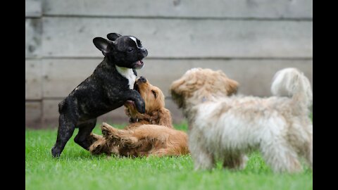 dogs playing_