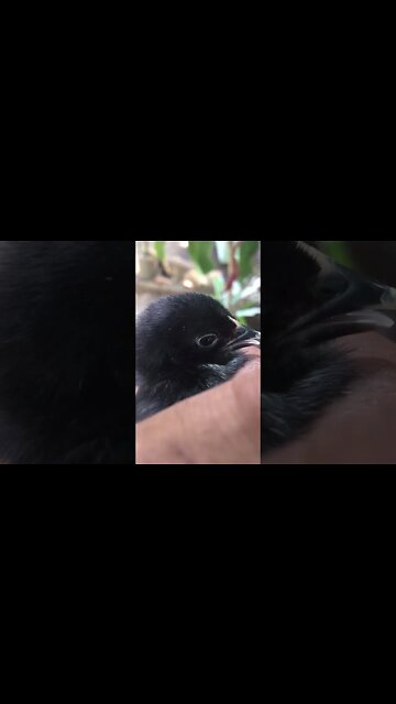 Rescuing and Rehabilitating This Injured Bird: Our Most Heartwarming Story