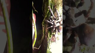 Giant Spider, Amazon Rainforest