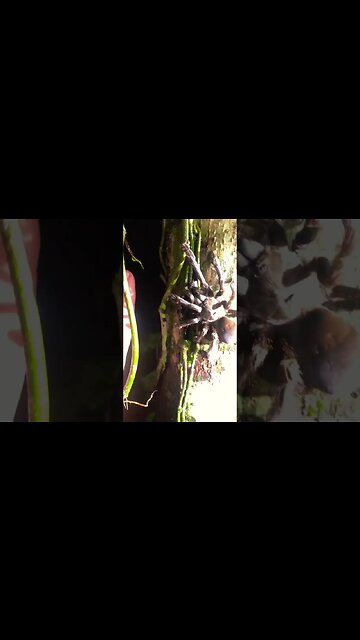 Giant Spider, Amazon Rainforest