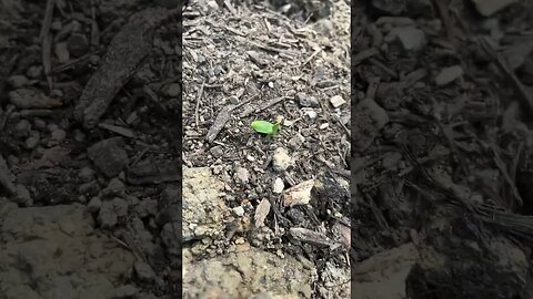 Very young cucumber plant