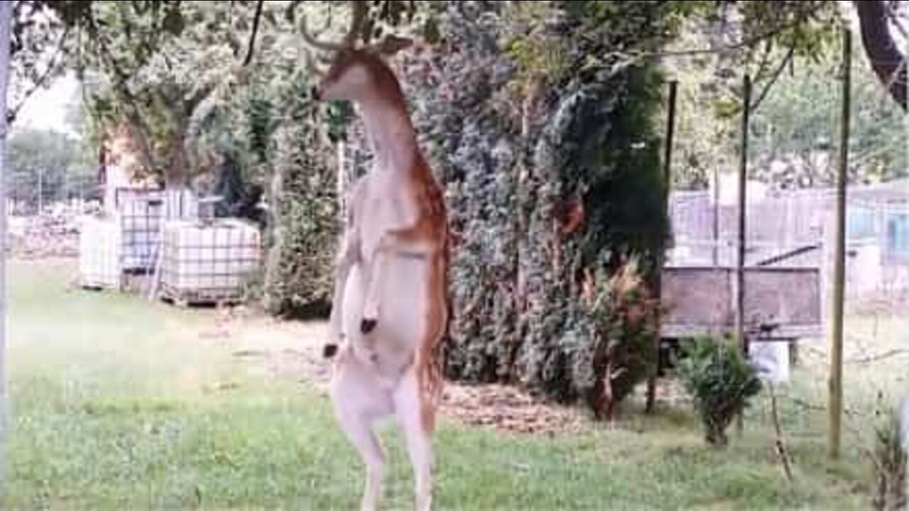 Cervo usa le corna per prendere la frutta sugli alberi