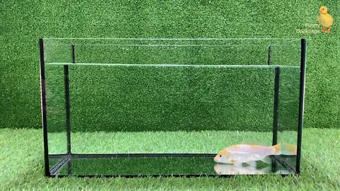 Baby Duck Duckling, Goldfish, Koi Carp Fish