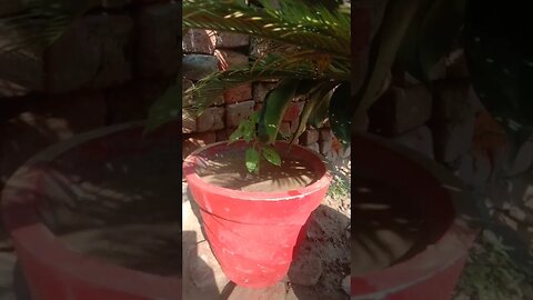 Tulsi ka paudha hai #shor #ytshorts #shortviral