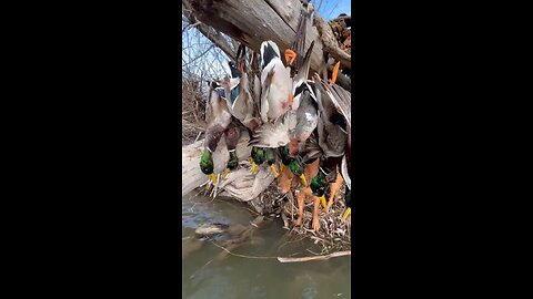 These pups are in HEAVEN!!! 🦆 🐶