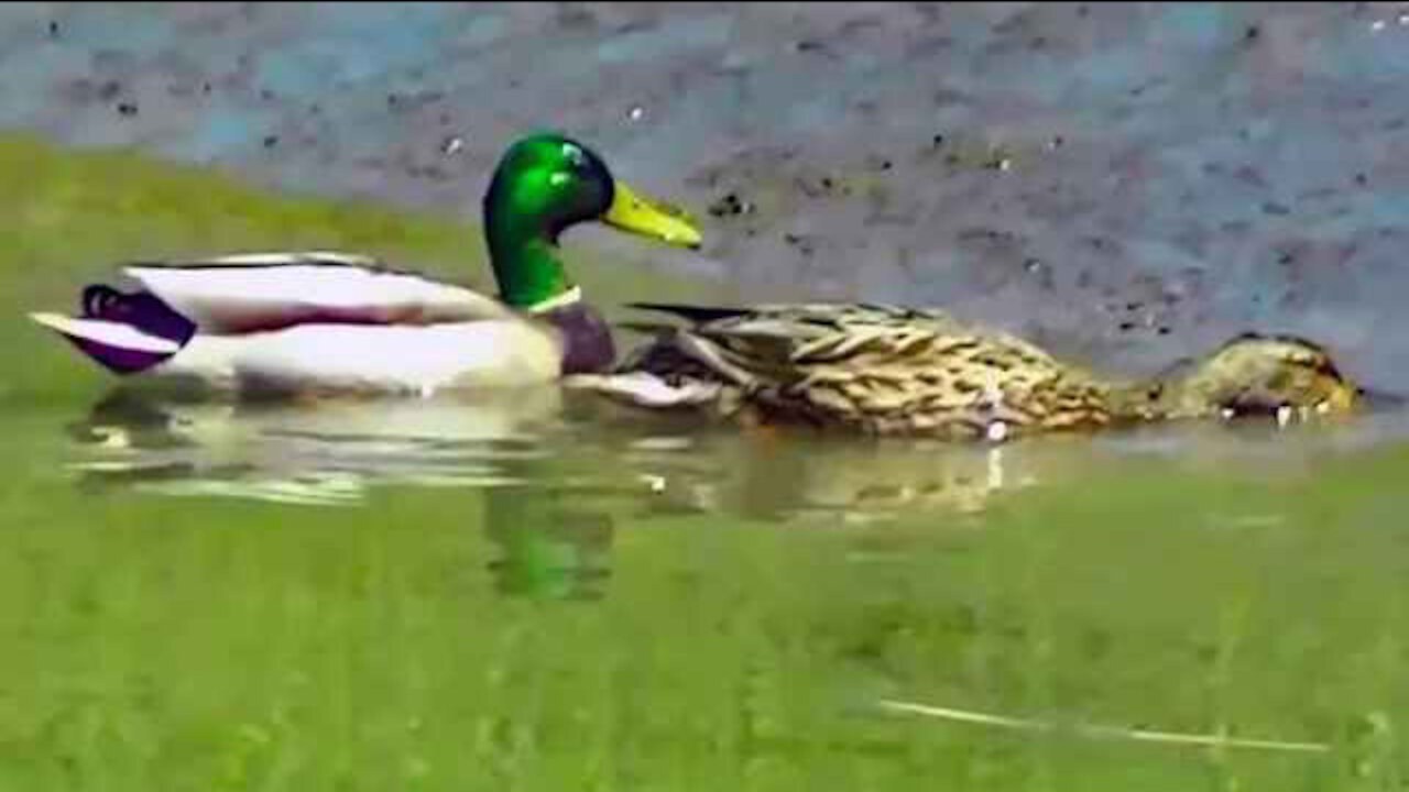 IECV NV #22 - 👀 Mallard Duck's Male & Female 🦆 🦆 4-24-2014