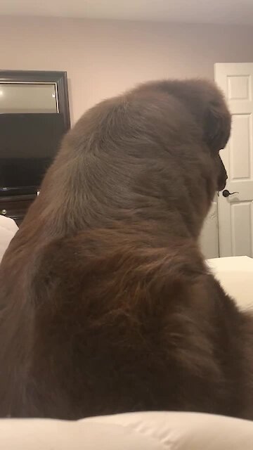 Giant Newfoundland’s zoomies cause chaos on owner's bed