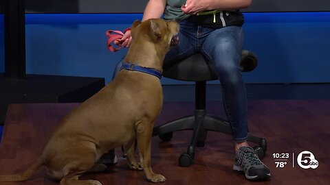 Cleveland Animal Protective League's Pet of the Week