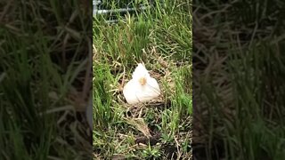 Chicks call out to duckling 8 weeks old