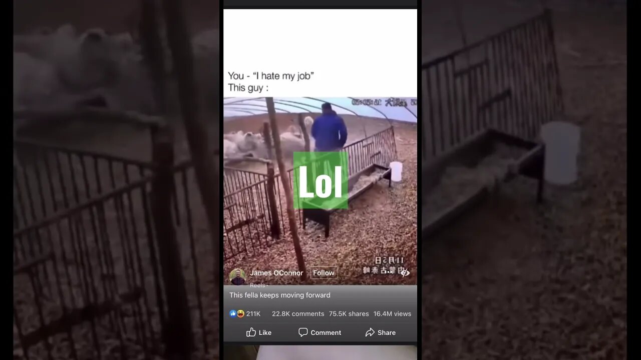Damn lamb