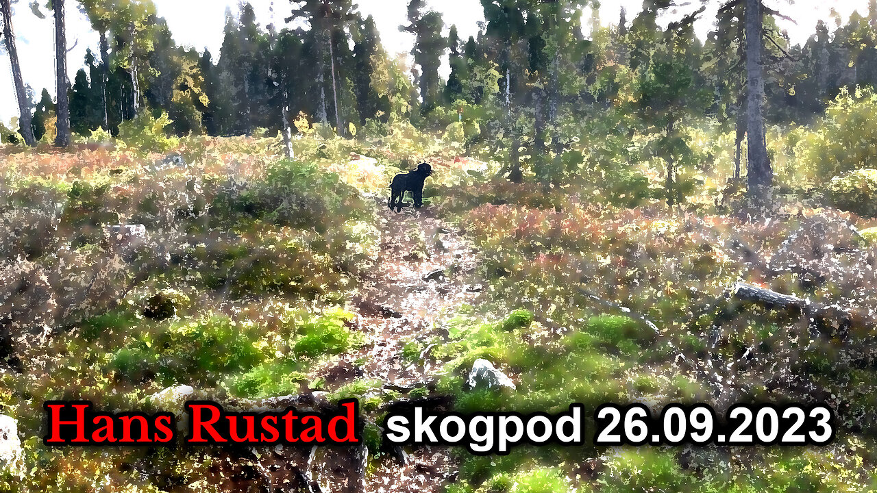 Skogpod 26. september 2023