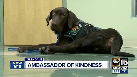 A Glendale therapy dog is training to be an "ambassador of kindness"