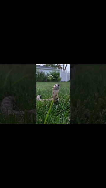 Cinder in the Evening (A Hognose short) #shorts #snake #hognosesnake #snakeoftheday