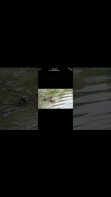 Some crabs are older than the Dinosaurs #crab #shorts