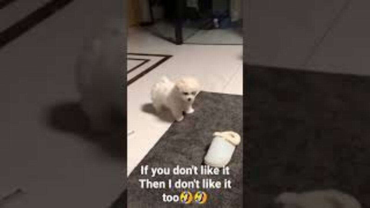 Adorable Puppy Shares It's Owner's Feelings