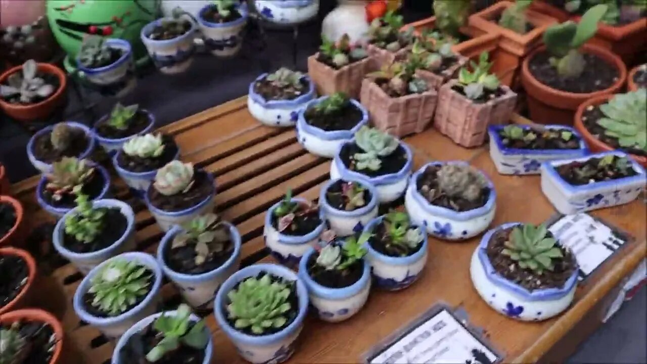 Cacti seems fitting after prickly interactions.. ;)