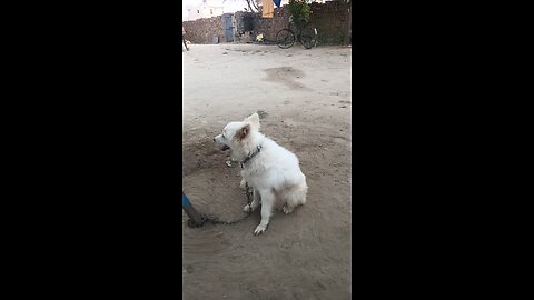 🐶🐶