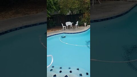 Dolphins in the pool #texas #weather #natureenthusiast #nature #naturelover #centraltexas