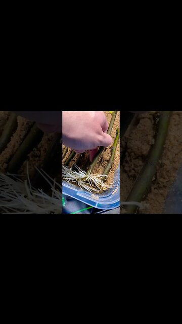 Plant Propagation Made Simple: Unveiling the Home Gardener's Best-Kept Secret!