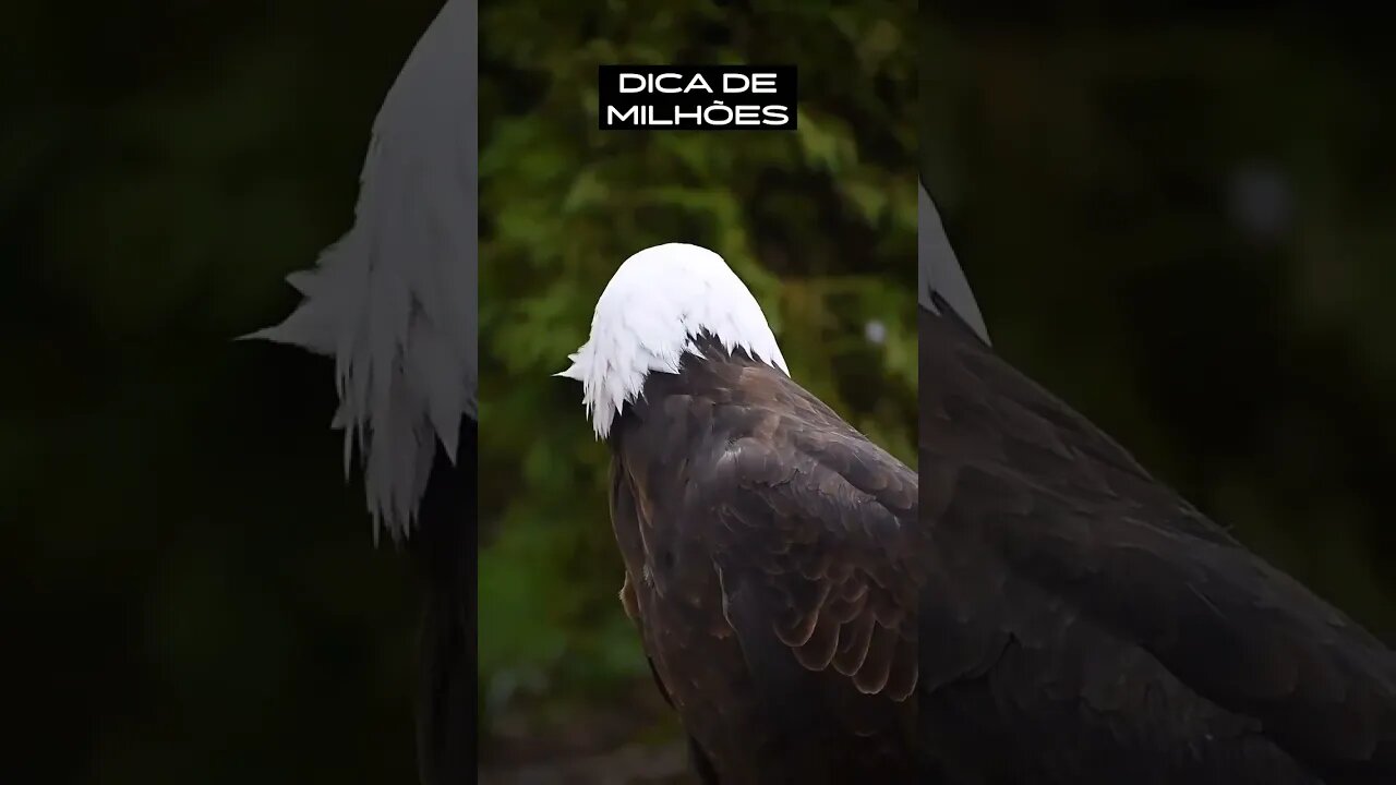 DICA DE MILHÕES-The Best video #shorts