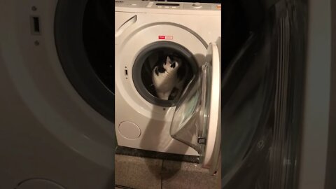 Cuddles and the washing machine