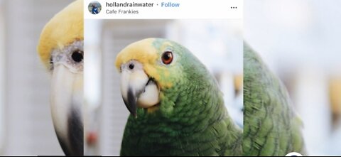 Search underway for restaurant's missing parrot