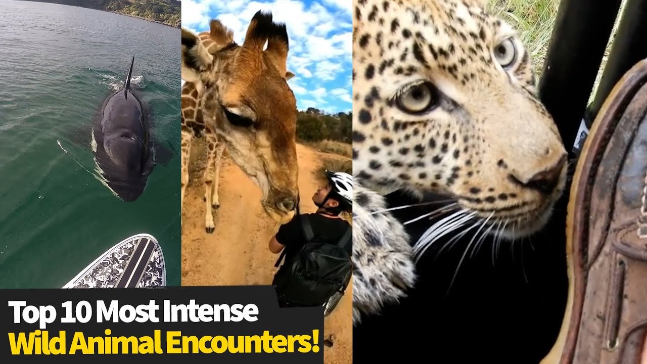 Top 10 Most Intense Wild Animal Encounters